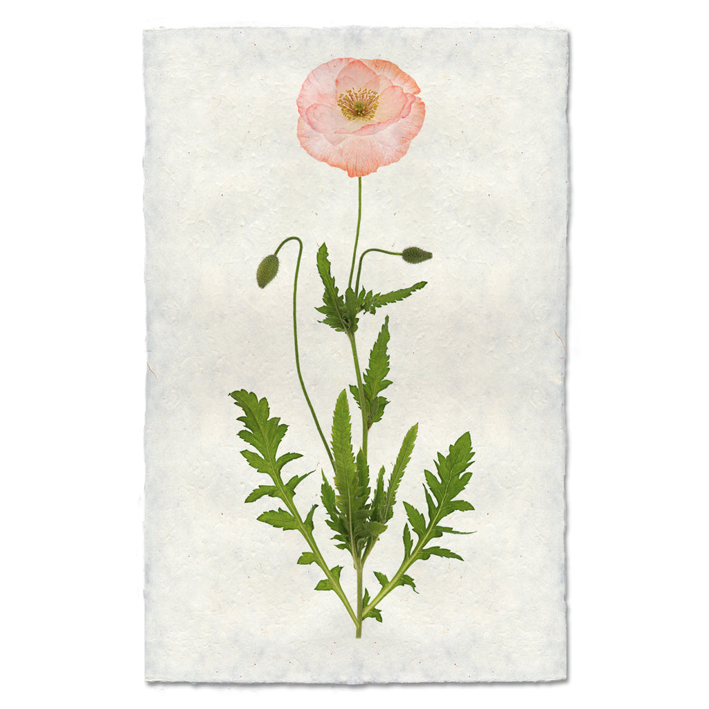 Single Poppy 