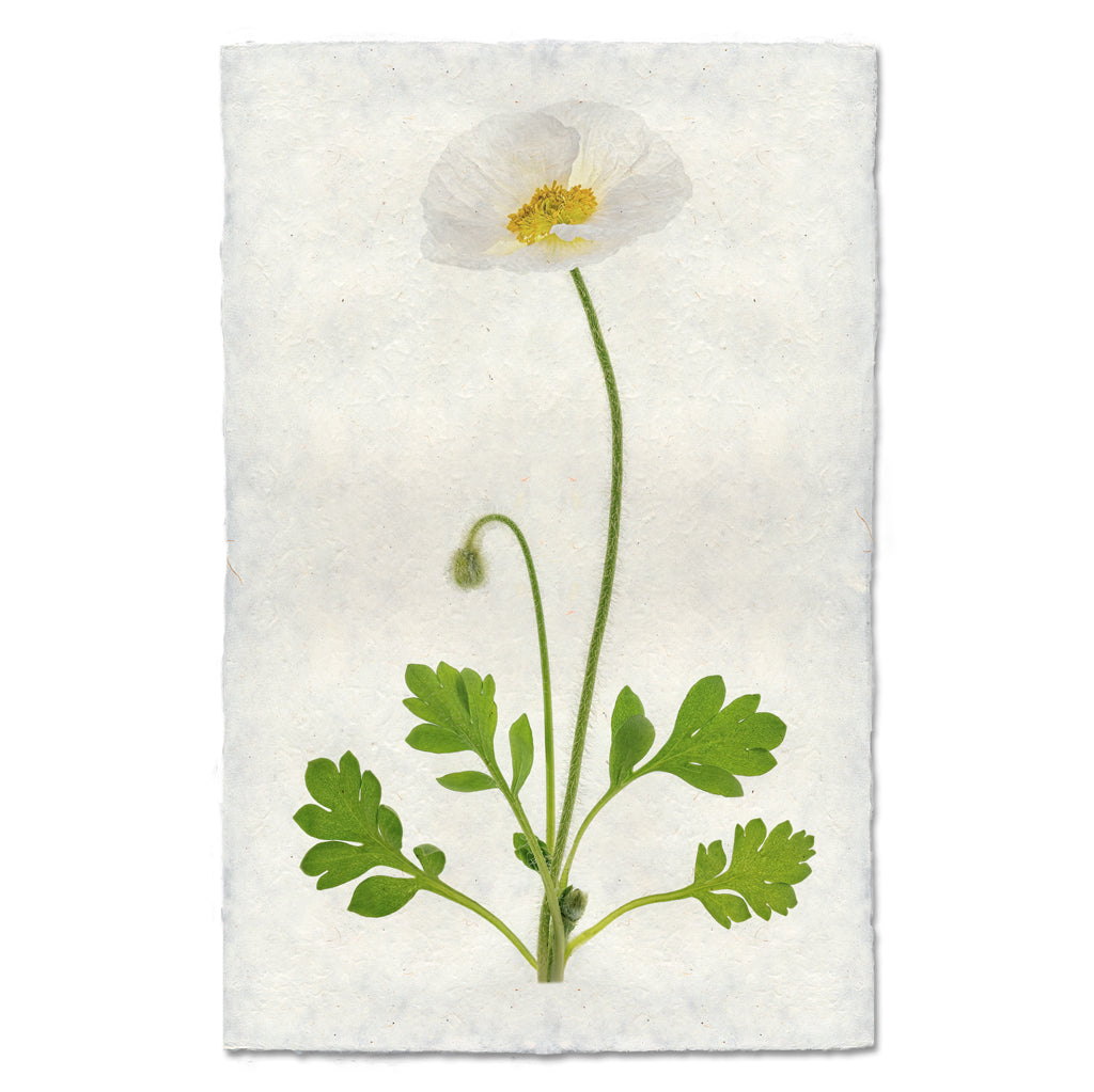 Single Poppy 