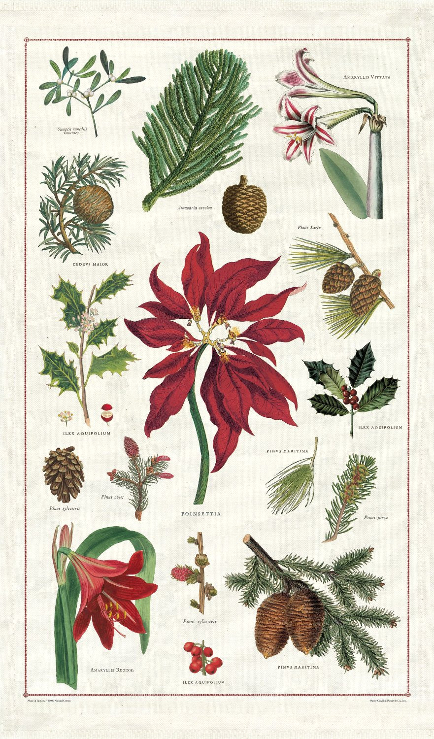 Botanical Christmas tea towel featuring poinsettias and pine cones by Cavallini Papers &amp; Co.