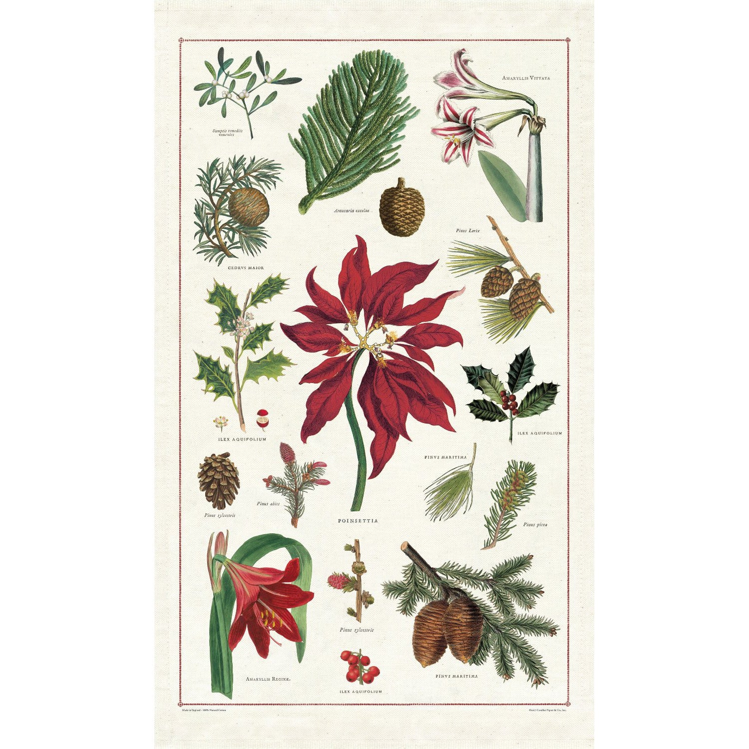 Botanical Christmas tea towel featuring poinsettias and pine cones by Cavallini Papers &amp; Co.