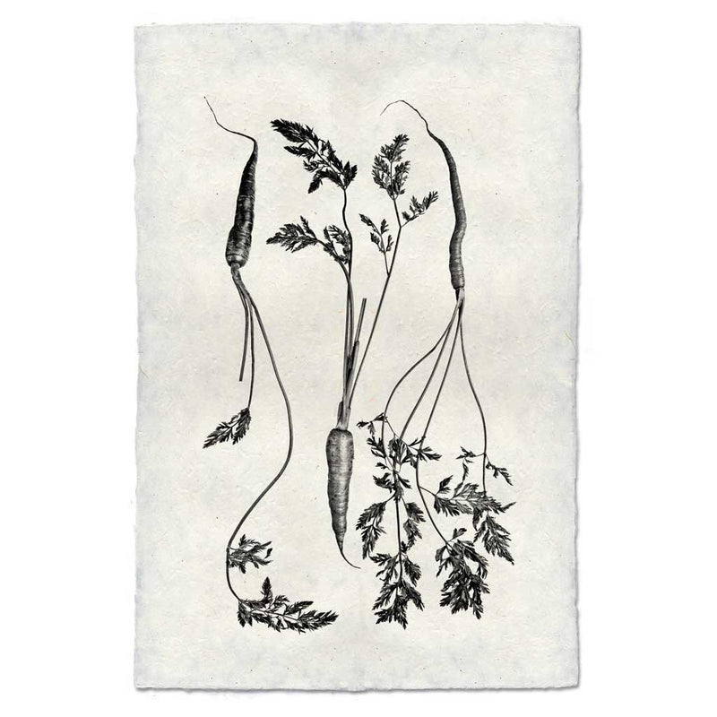 Black &amp; white image of 3 carrots artfully displayed. 