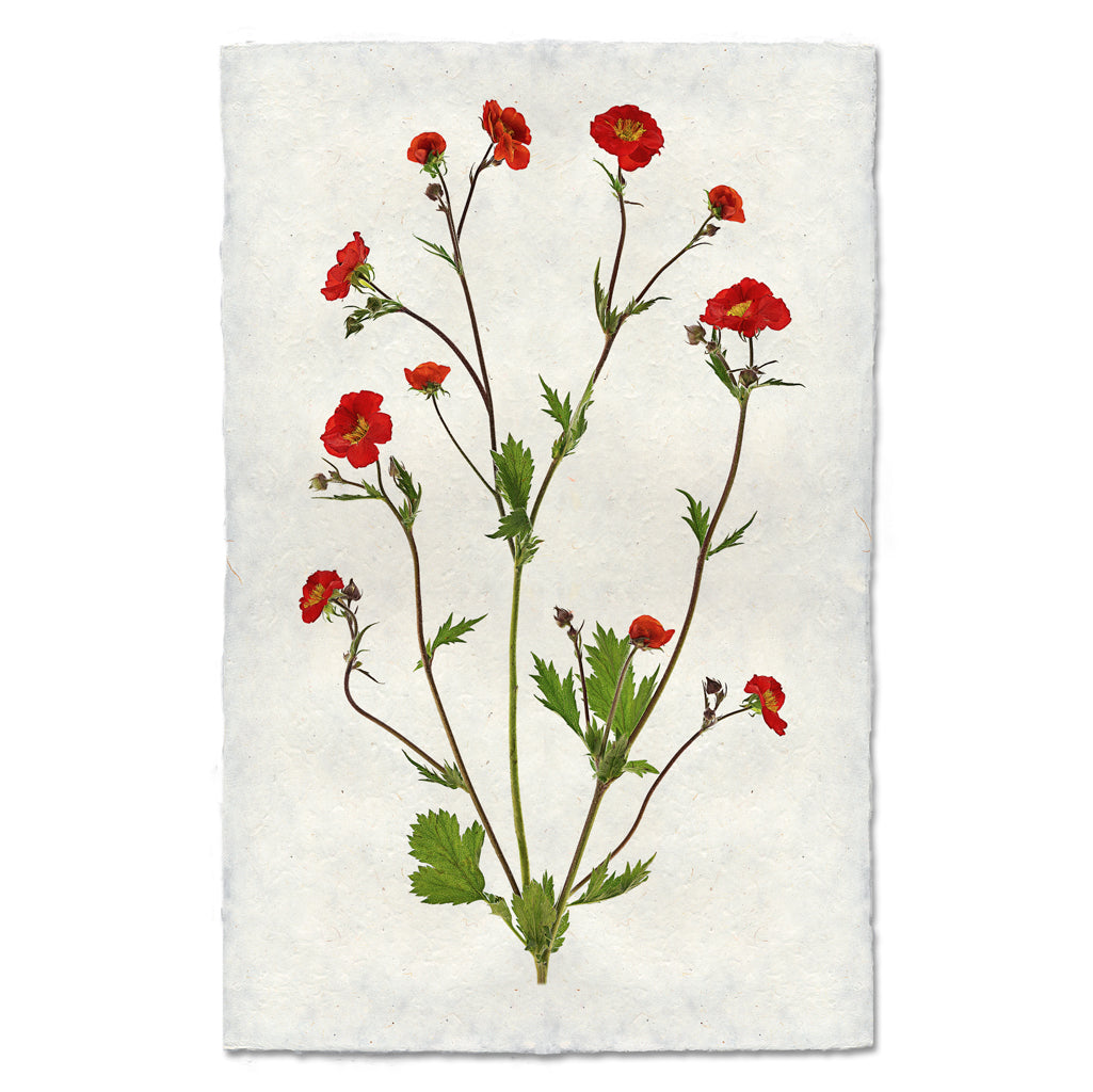 Water Avens Art Print