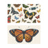 Two illustrated note card designs on a cream background. The top card features an all-over pattern of various detailed butterflies in multiple colors, shapes, and sizes. The bottom card has a clean layout showcasing a single, large orange and black monarch butterfly centered beautifully on the card.