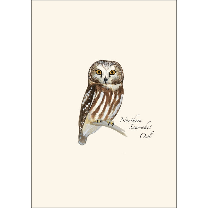 Sibley Owl Assortment Boxed Set of Cards