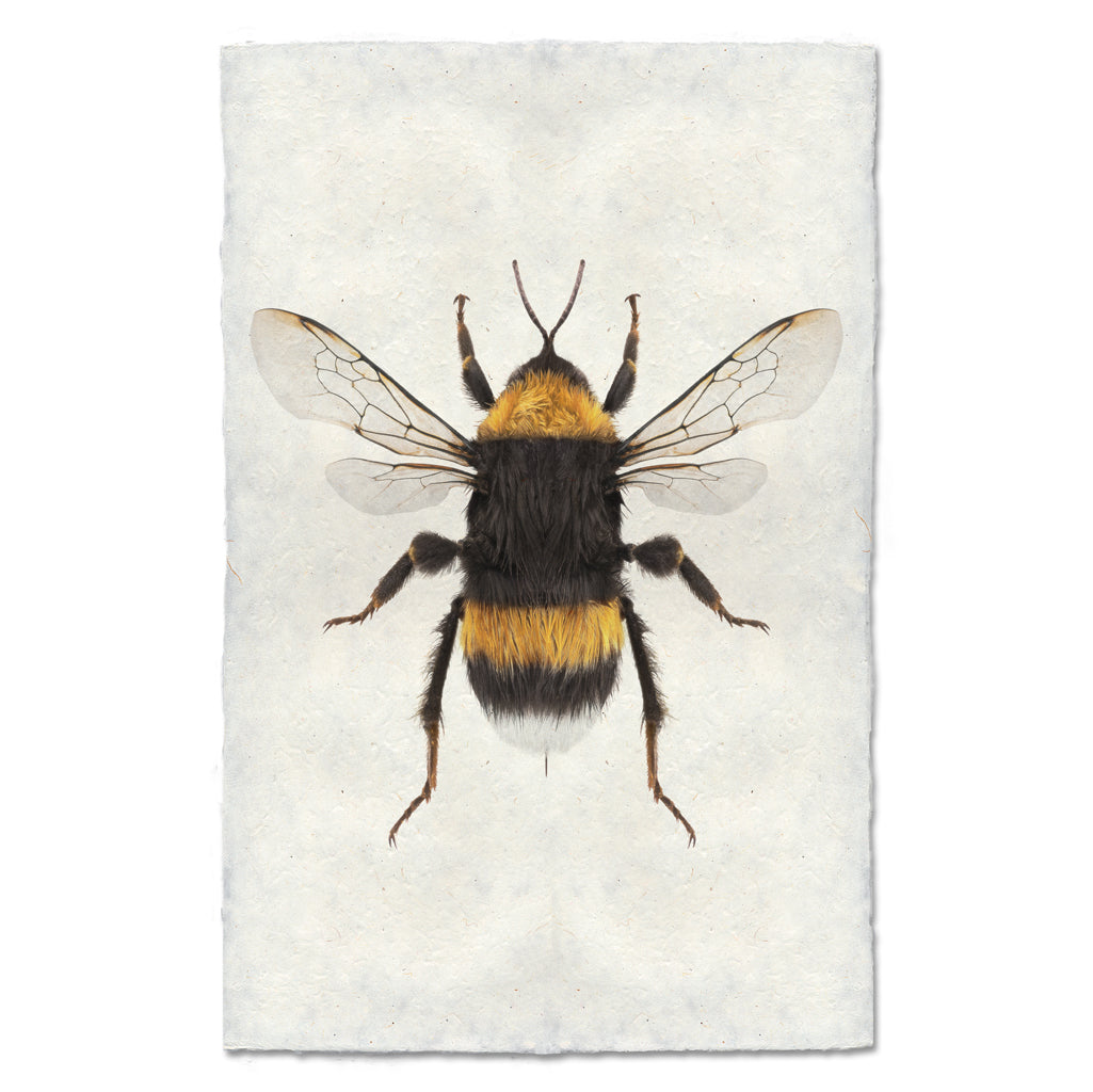 A fine art photography print of a Bumblebee by Barloga Studios. 