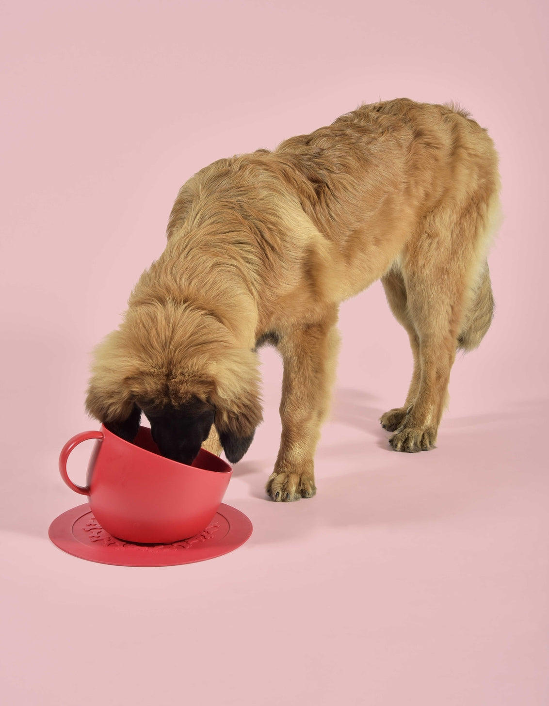 A golden retriever dog drinking from a bright red teacup-shaped bowl with a matching red saucer, set against a solid light pink studio background.