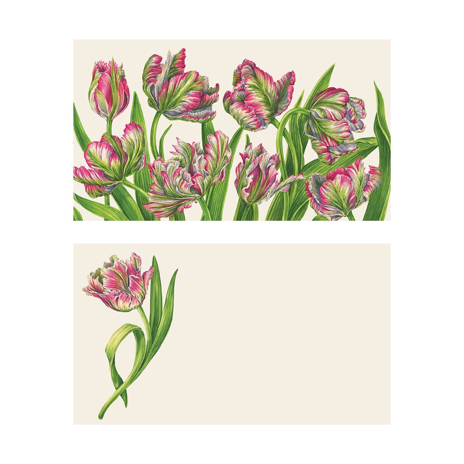 Two illustrated note card designs on a cream background. The top card features an all-over, vibrant border of ruffled parrot tulips in shades of pink, white, and green with long, sweeping leaves. The bottom card has a clean layout showing a single elegant parrot tulip stem curving beautifully on the left-hand side, leaving the remaining space blank.