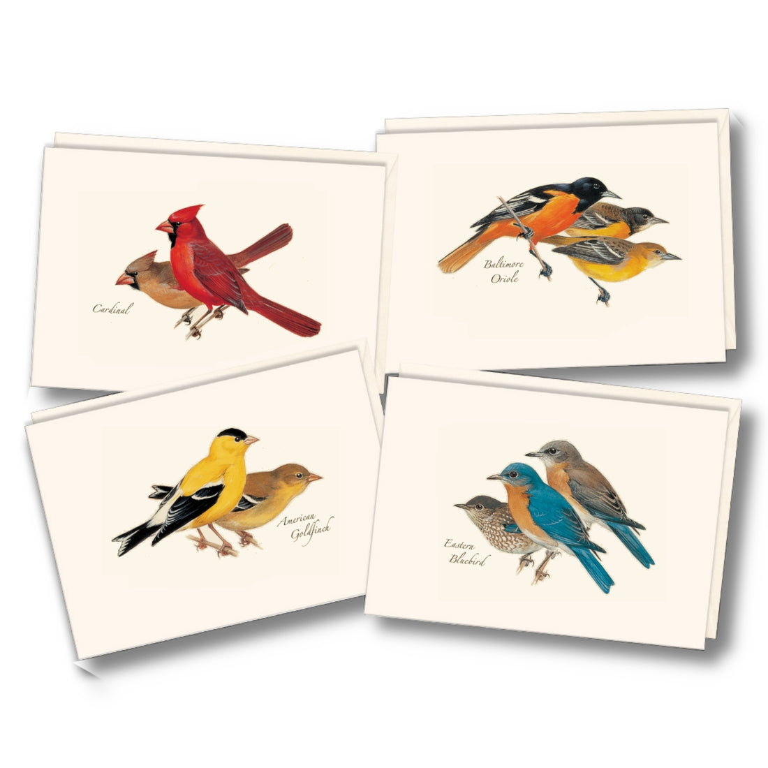 A set of illustrated greeting cards.  Each card has an illustration of a different bird on it.  