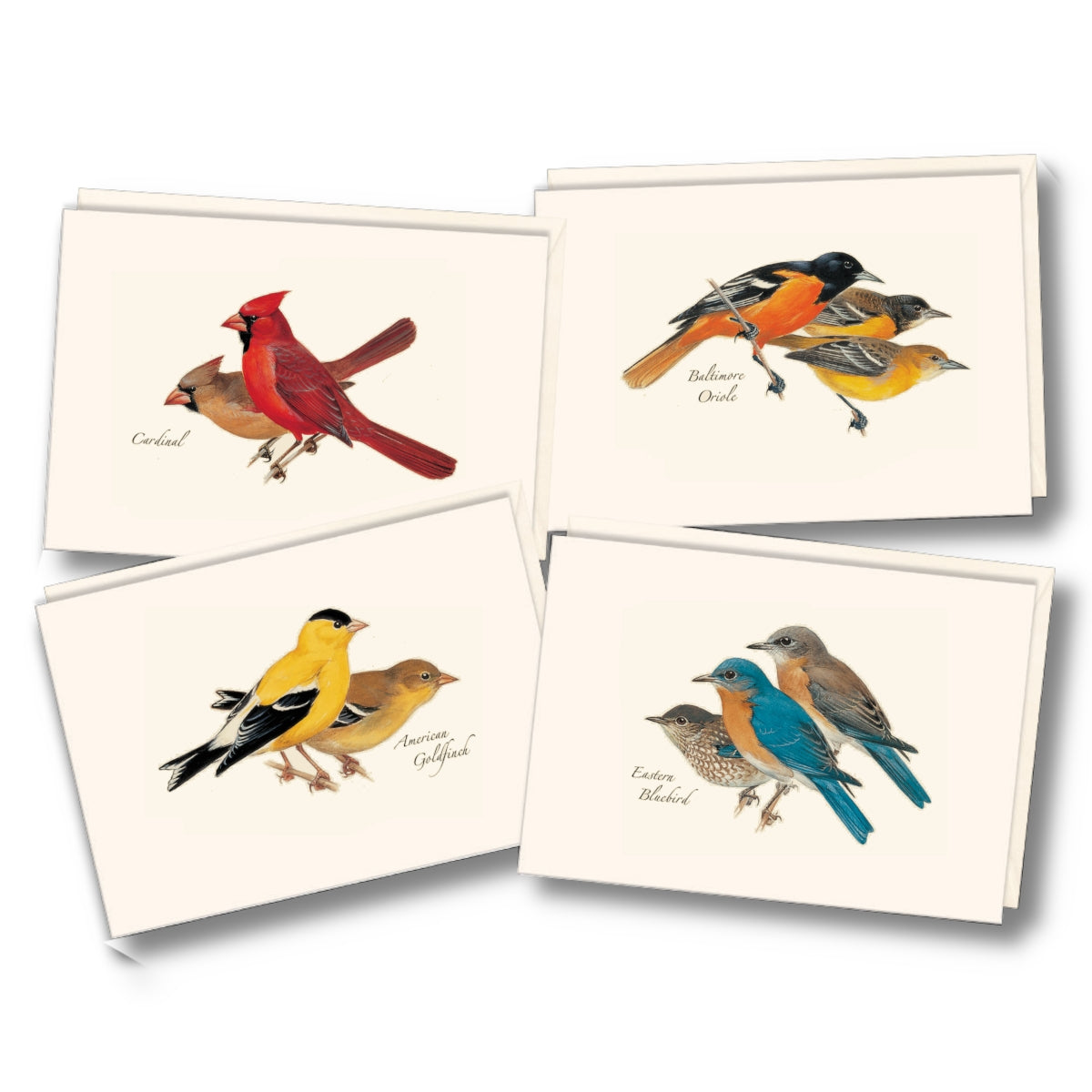 A set of illustrated greeting cards.  Each card has an illustration of a different bird on it.  