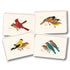 A set of illustrated greeting cards.  Each card has an illustration of a different bird on it.  