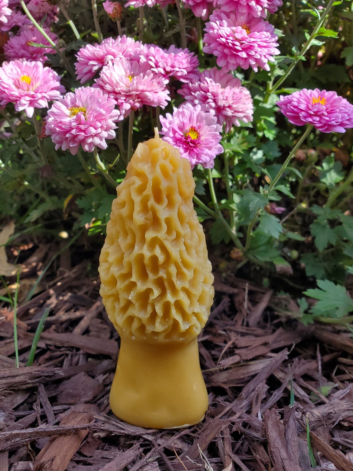 Morel mushroom outside with flowers