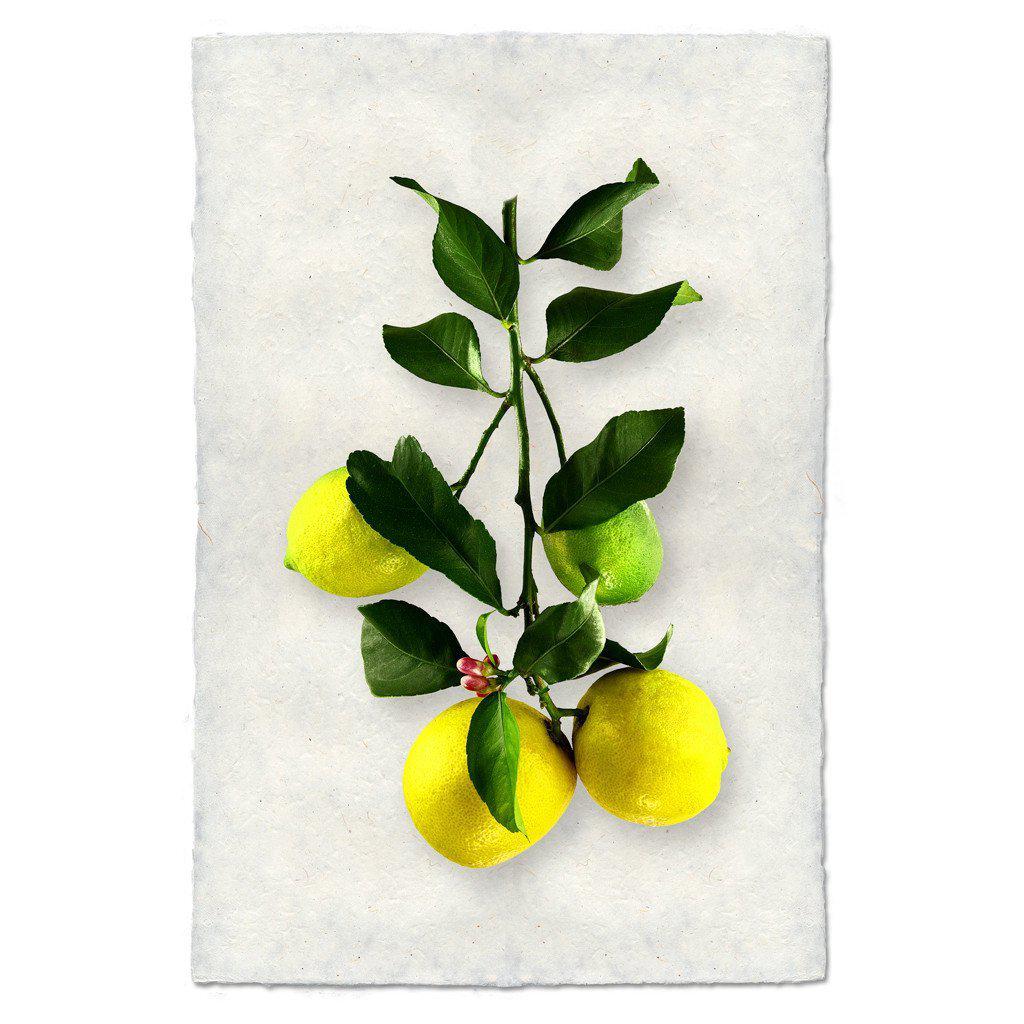 Four Lemons Art Print