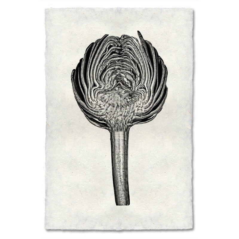 Black &amp; white image of an artichoke cut in half. 