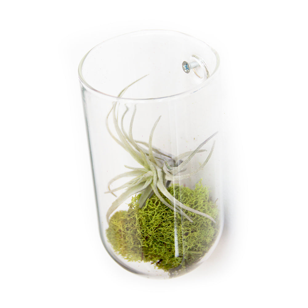Wall Cup Glass Planter Vase