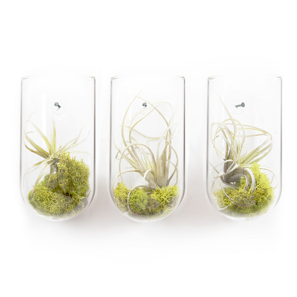 Wall Cup Glass Planter Vase