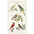Vintage illustration of various bird species on a Cavallini Papers & Co Birds Tea Towel with labels.