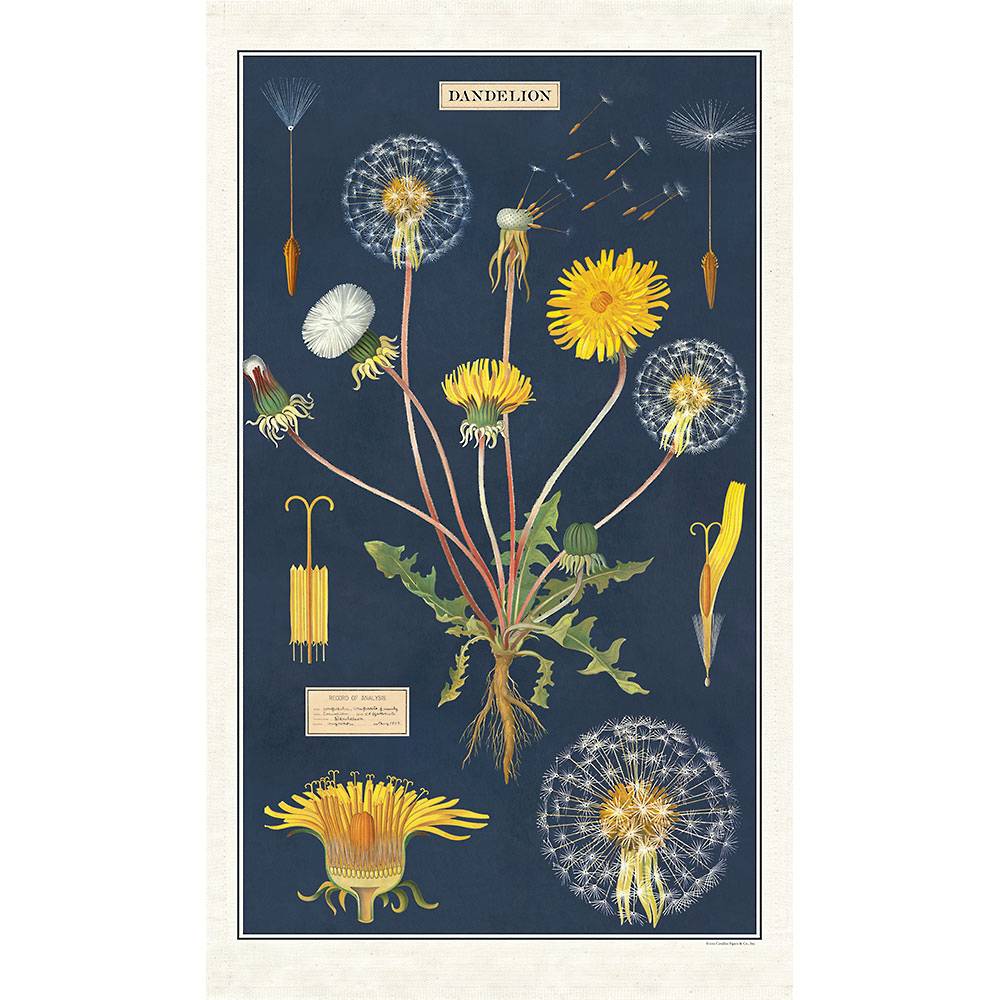 Botanical illustration on a natural cotton Cavallini Papers &amp; Co Dandelion Tea Towel, depicting the life cycle and anatomy of a dandelion.