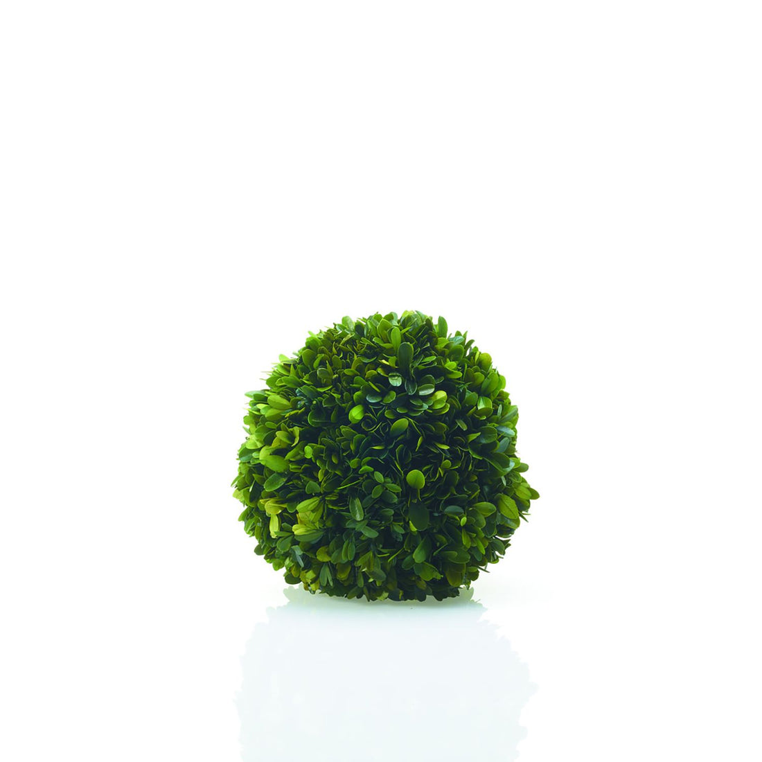 A meticulously crafted Preserved Boxwood Sphere on a serene white background by Accent Decor.