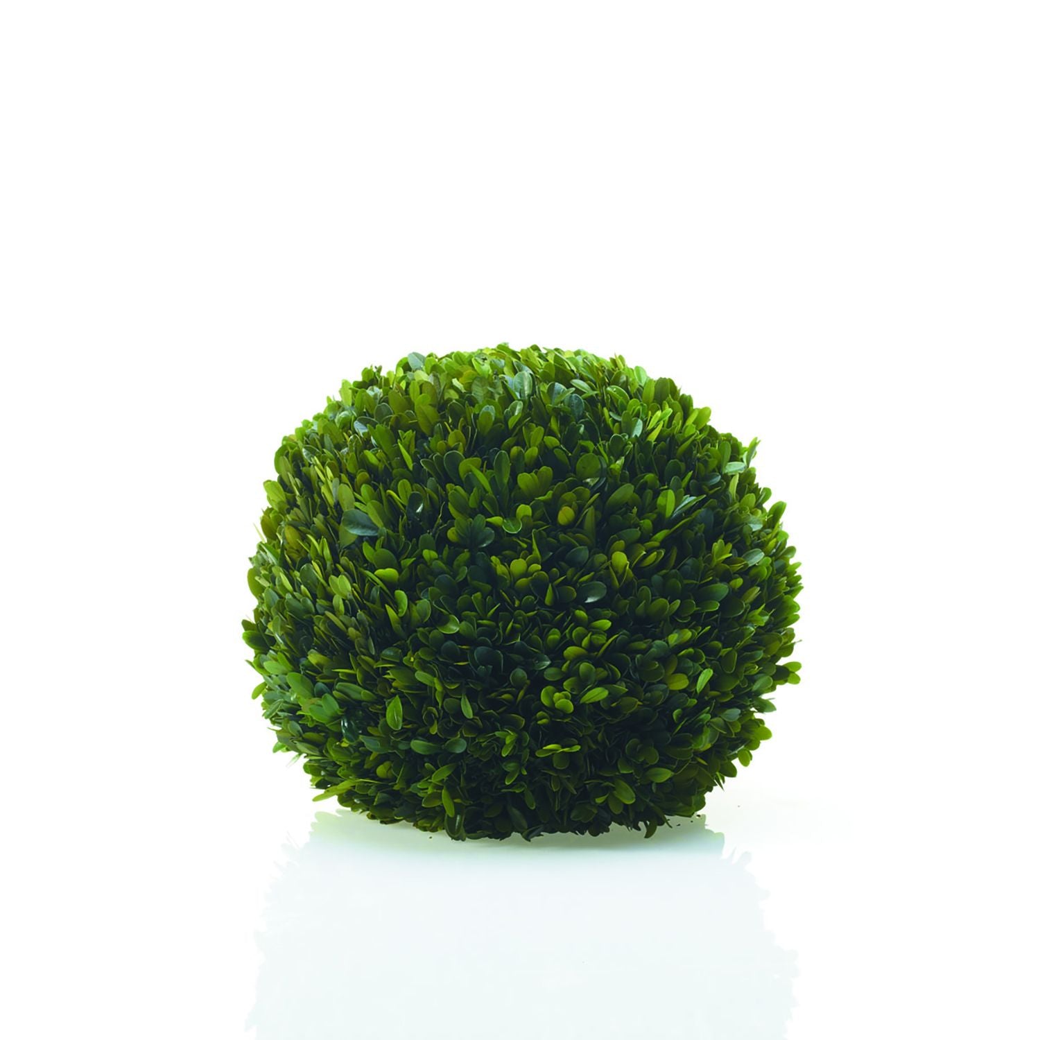 A masterful artist has painstakingly assembled an Accent Decor Preserved Boxwood Sphere on a white background.