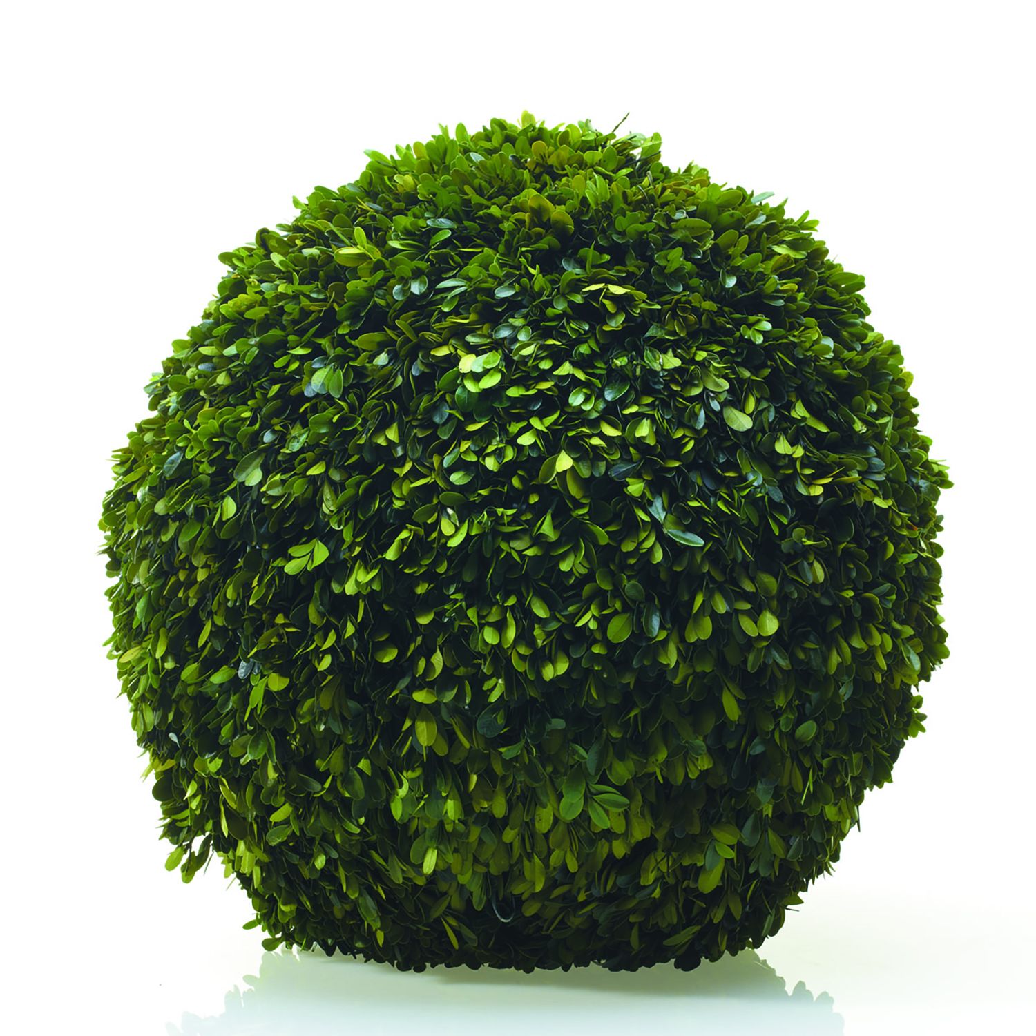 A masterful artist has sculpted a Preserved Boxwood Sphere from real English boxwoods, creating an impeccable work of art. It stands out vividly against the pristine white background. (Brand Name: Accent Decor)