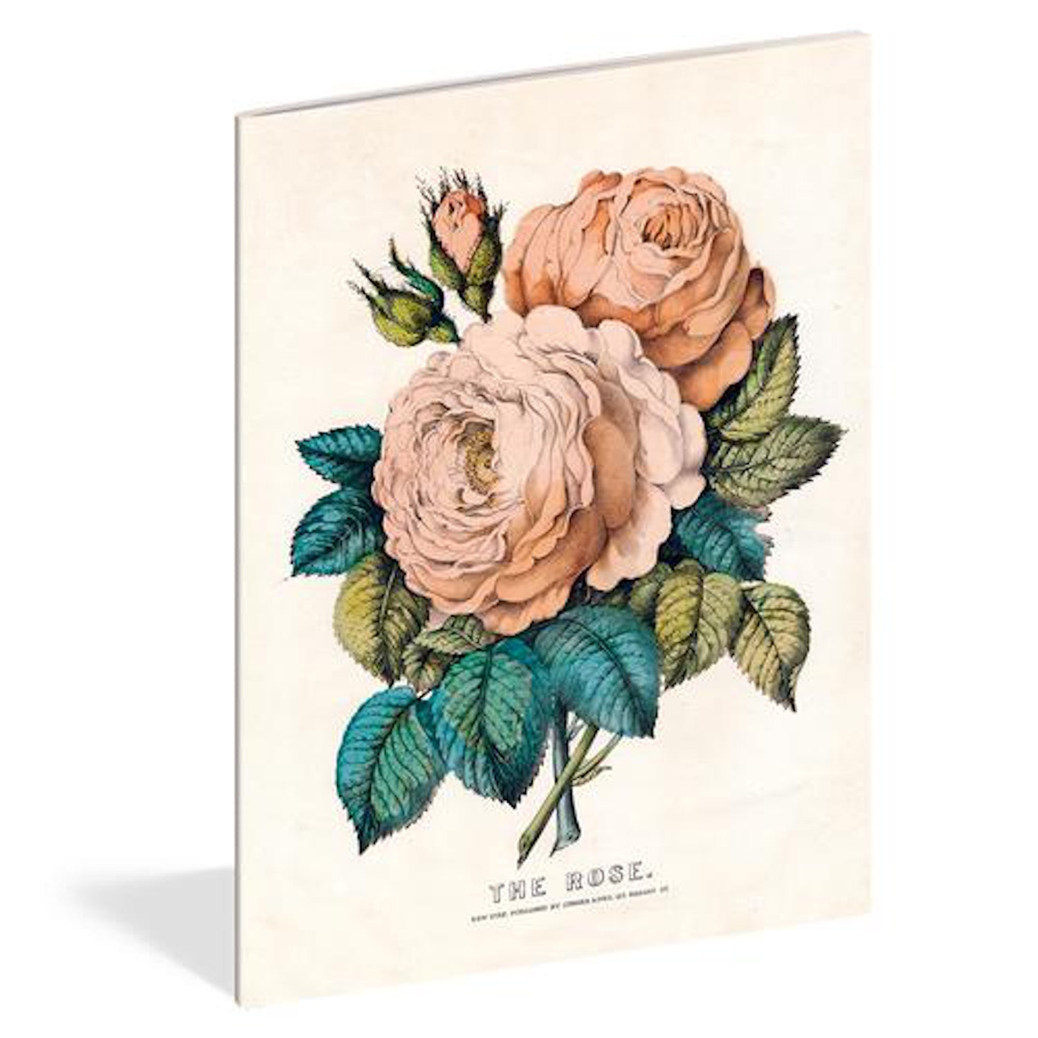 John Derian: Everything Roses Notebooks, Set of 3