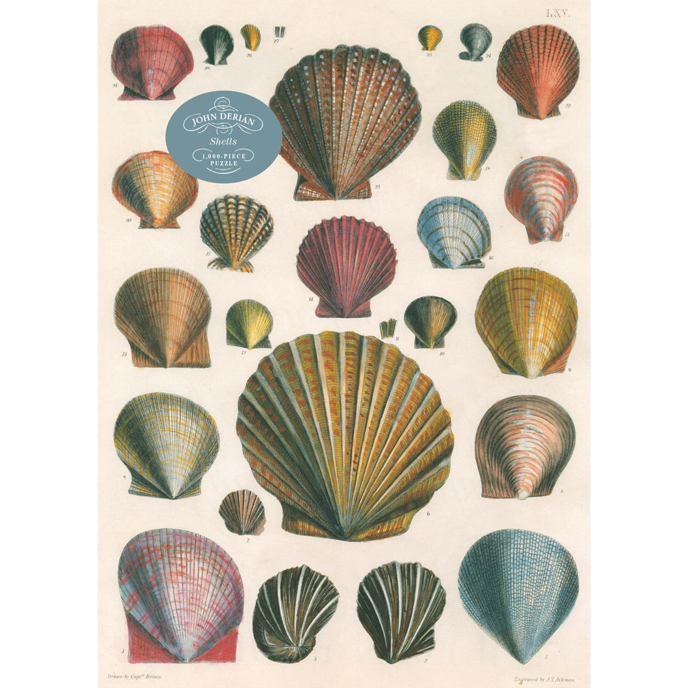 John Derian: Shells 1,000 Piece Puzzle