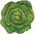 An illustrated, vibrant green cabbage die-cut in the shape of the leaves.