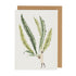 An illustration of fern leaves on a Hester & Cook Fabulous Ferns 1 Greeting Card.