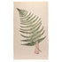 A Single Fern Tea Towel with an image of a woman holding a fern, from the "Fabulous Ferns" collection by Hester & Cook.