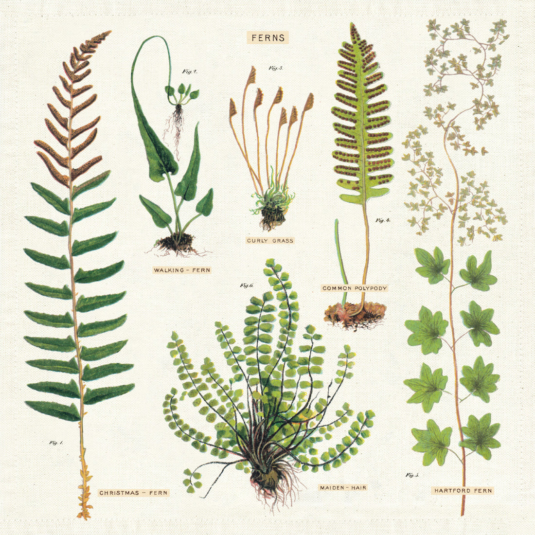 Illustration of various fern species with parts labeled, presented on Fern Napkins, Set of Four from Cavallini Papers &amp; Co archives.