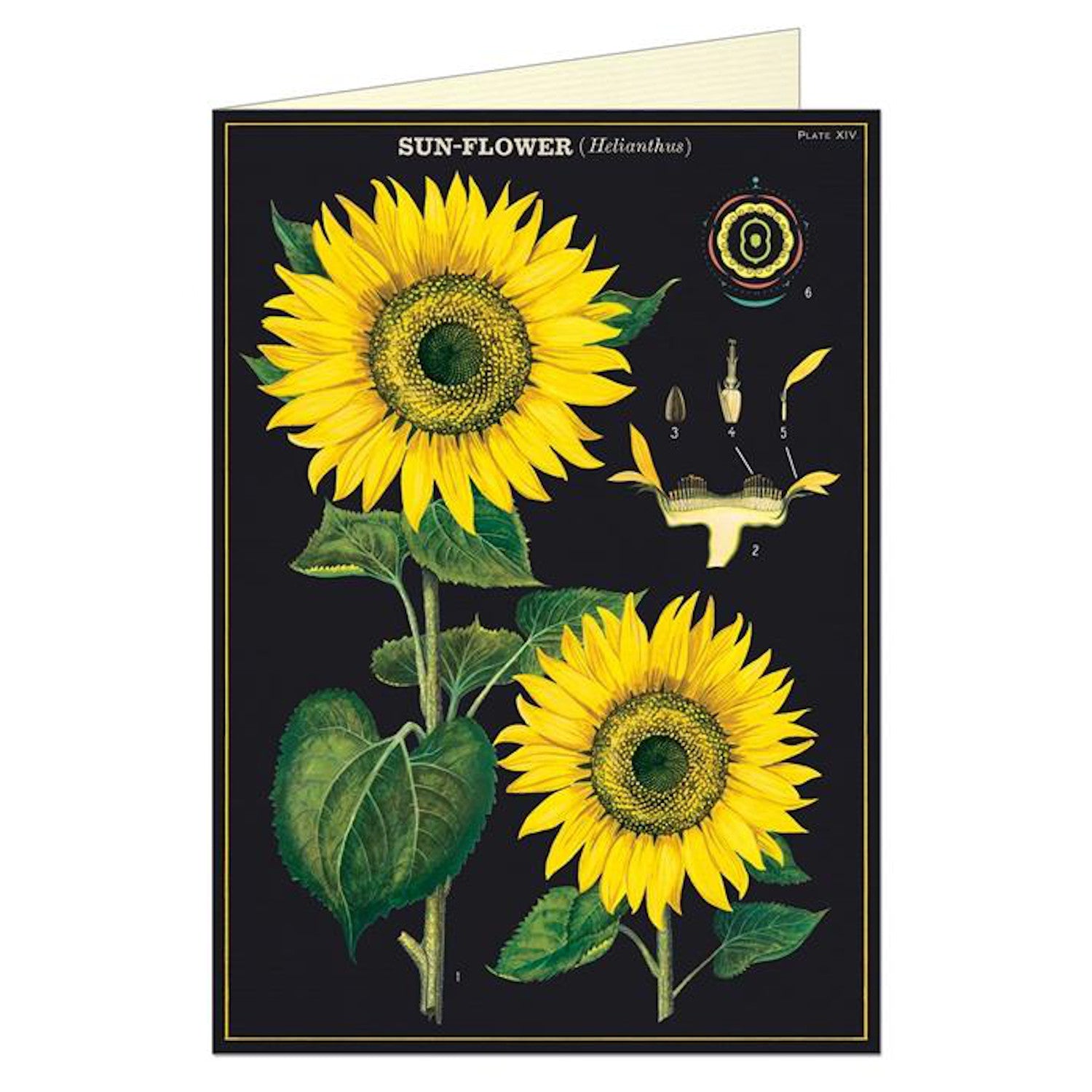 Vintage botanical illustration of sunflowers with detailed parts labeled, on Italian paper by Cavallini Papers &amp; Co Sunflower Card.