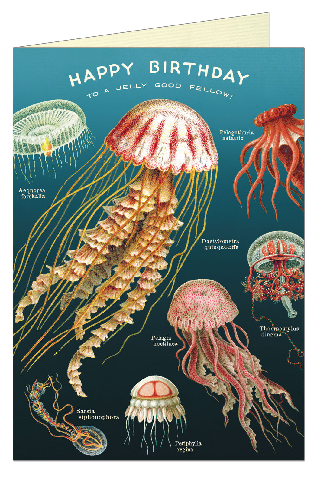 A Happy Birthday Jellyfish Card with illustrations of various jellyfish species on Italian Paper and the pun &