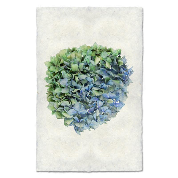 Hydrangea #7 Art Print – Hester & Cook