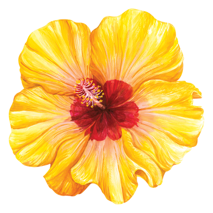 A die-cut illustration of a vibrant yellow and red hibiscus bloom, high-resolution.