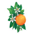 A vibrant die-cut illustrated orange nestled among deep green leaves and white blossoms.