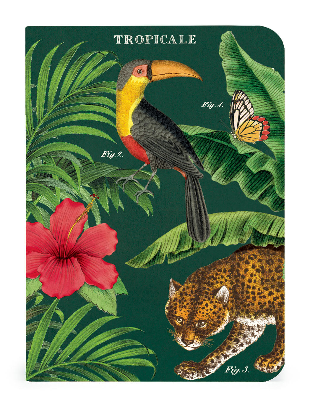 A Tropicale 3 Mini Notebooks set featuring vintage artwork of a cat, a bird, and a flower by Cavallini Papers &amp; Co.