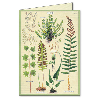 Ferns Notecards Set of 8