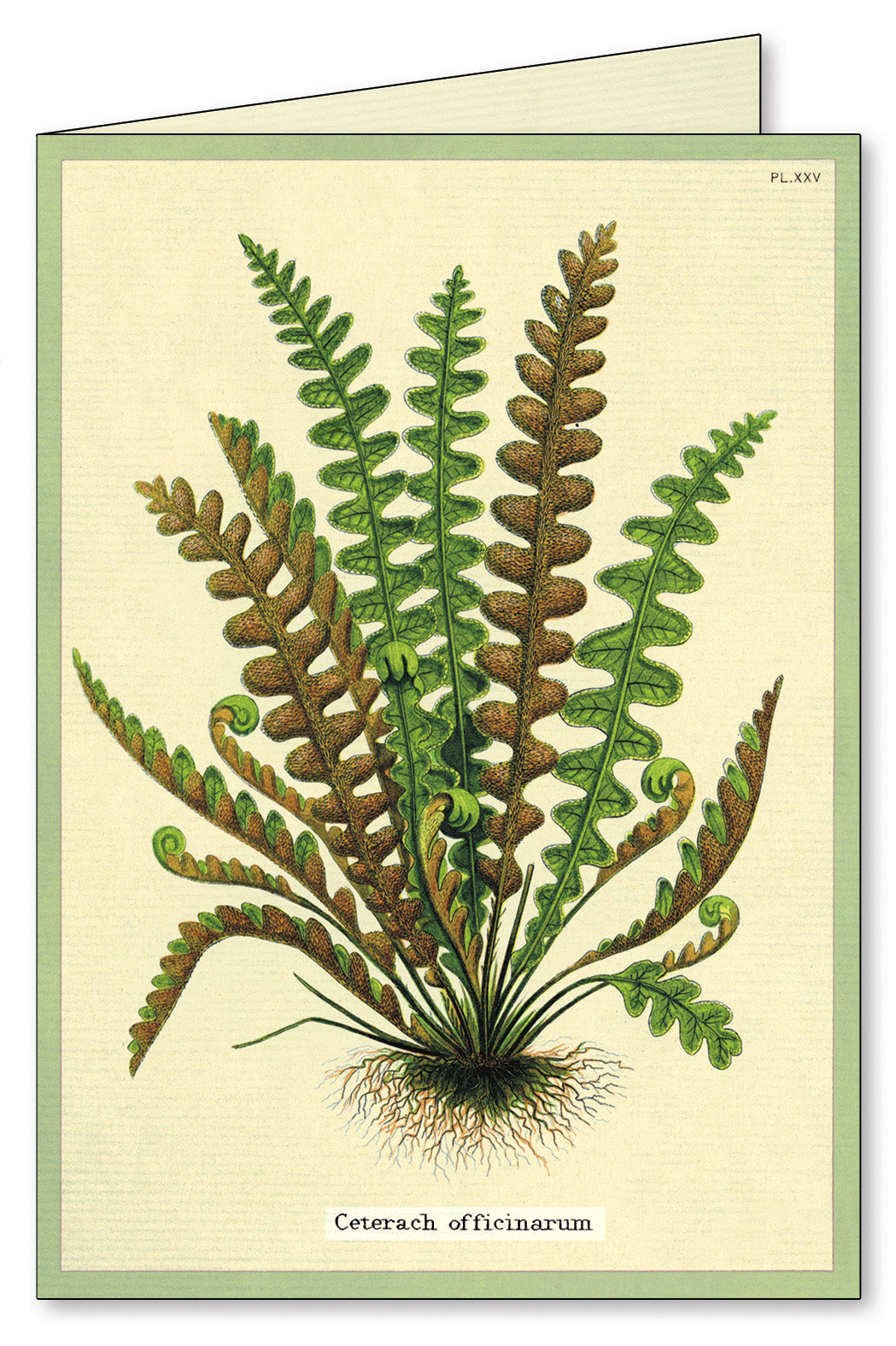 Ferns Notecards Set of 8