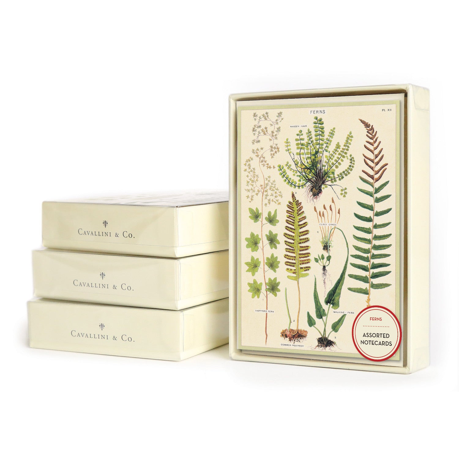 A stack of Cavallini Papers &amp; Co. Ferns Notecards Set of 8 with vintage botanical designs against a white background.