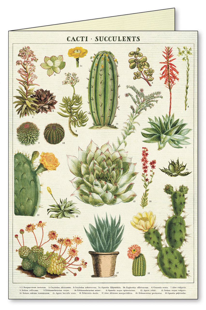 Succulents Notecards