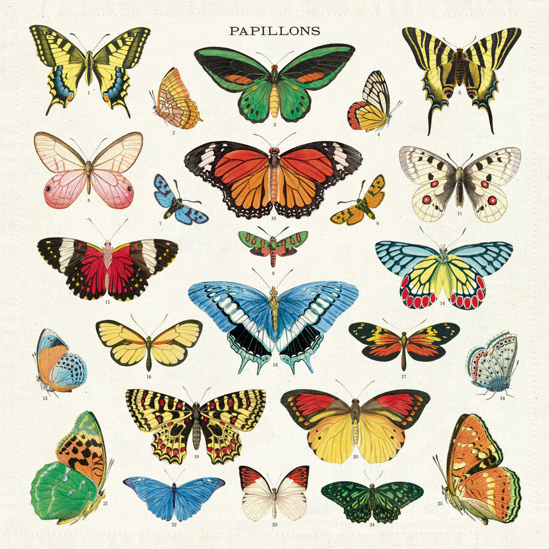 Illustration of various species of colorful butterflies from the Cavallini Papers &amp; Co archives.