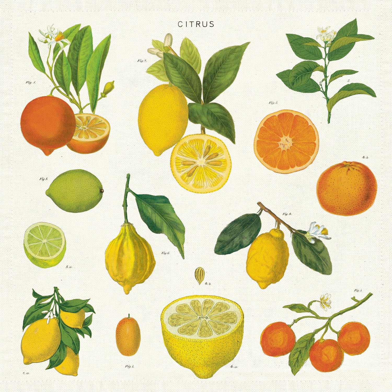 Illustration of various citrus fruits with labels on Cavallini Papers &amp; Co cotton napkins, including whole and cross-section views.