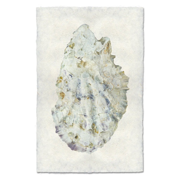 Oyster Study #2 Art Print