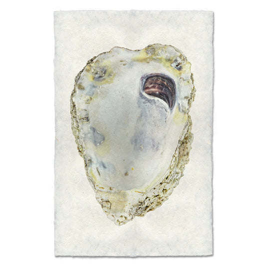 Oyster Study #3 Art Print