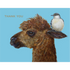 A grateful Hester & Cook alpaca wearing a Thank You Alpaca Card on its head stands against a serene blue background.