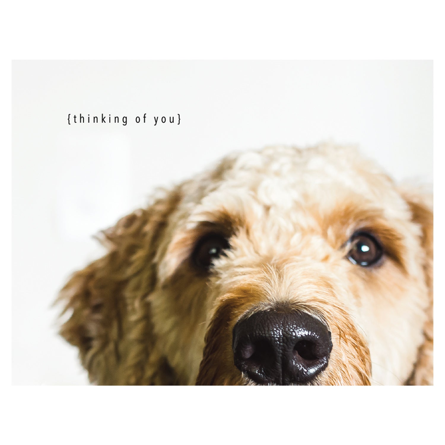 A high-quality image of a Thoughtful Dog Card with the words &quot;thinking of you&quot; by Hester &amp; Cook.