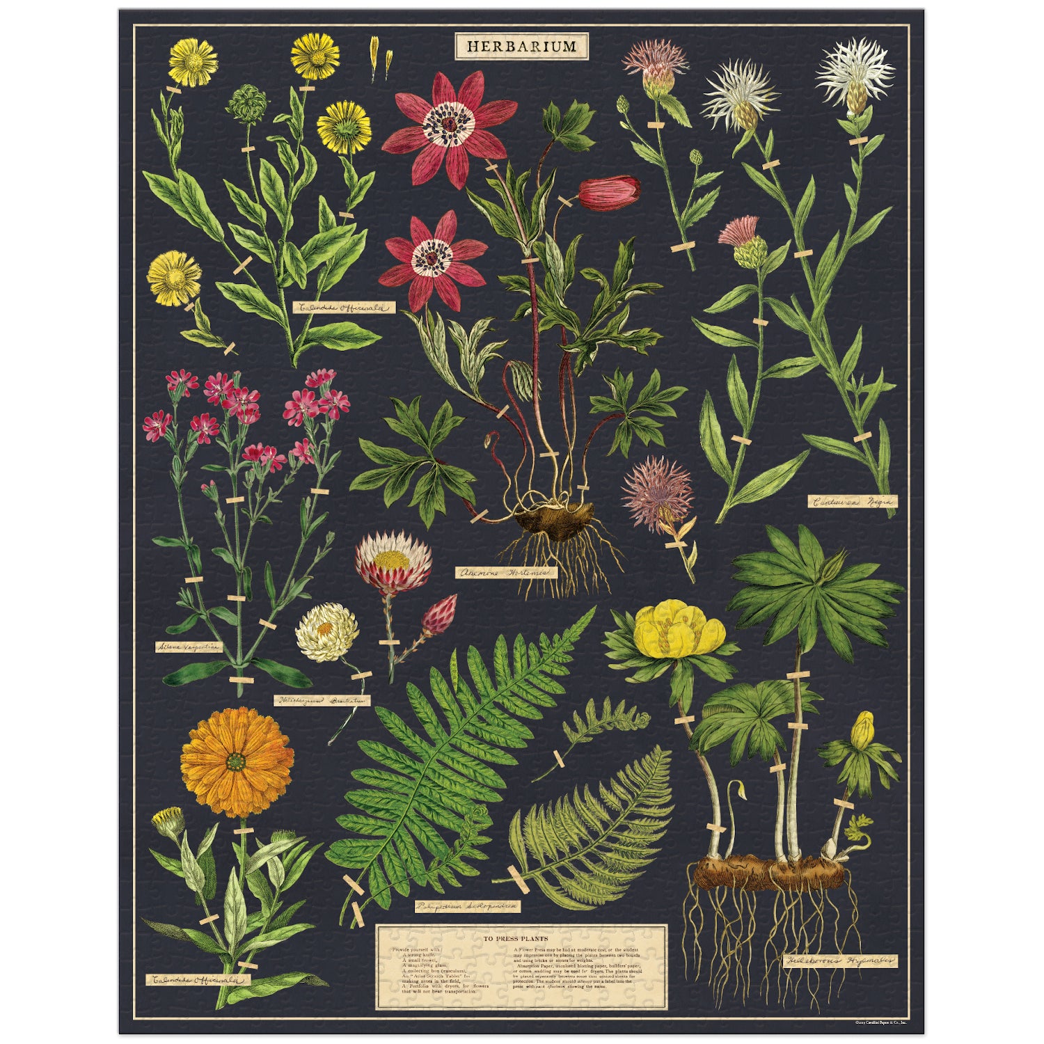 Herbarium Puzzle