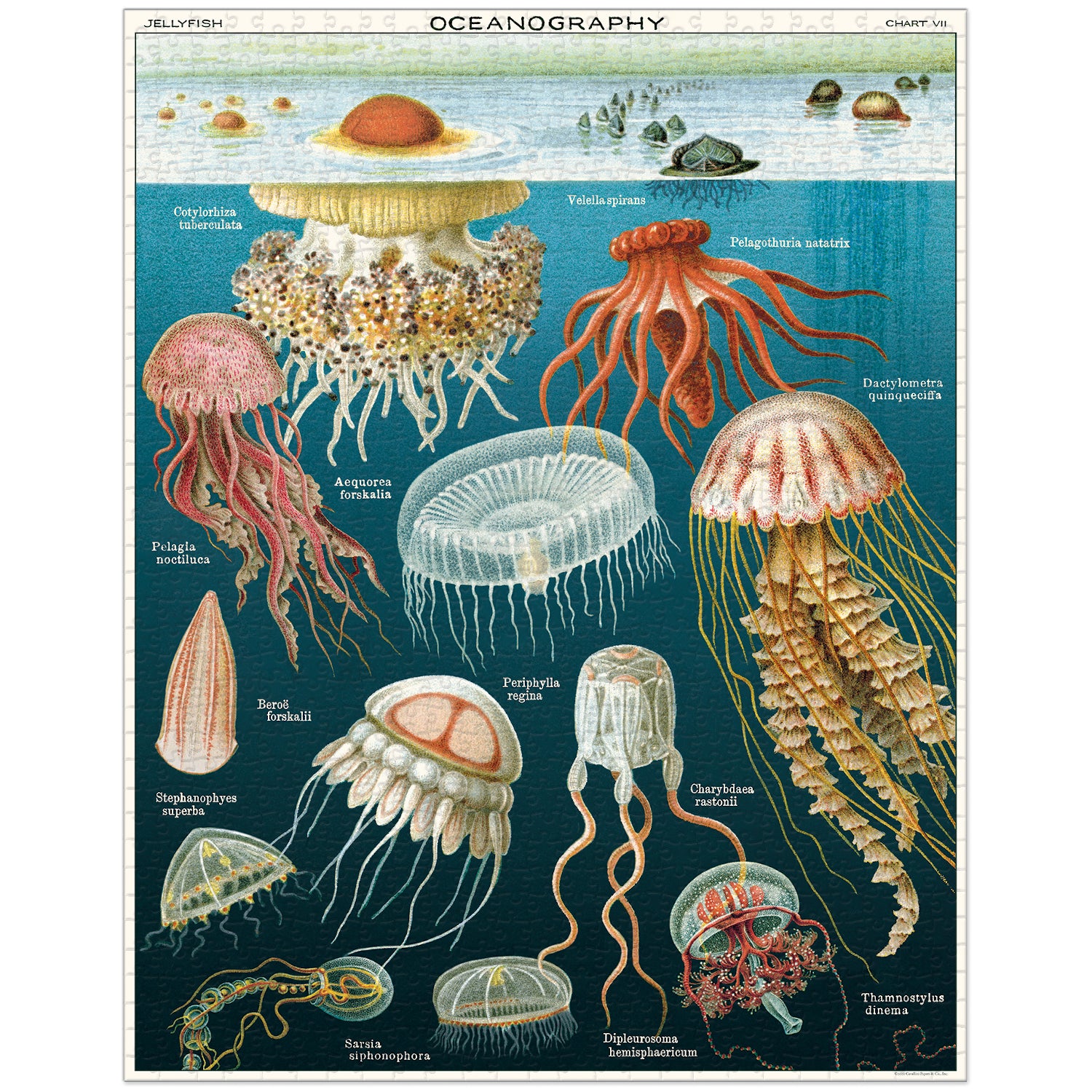 A 1000-piece Cavallini Papers &amp; Co Jellyfish Puzzle featuring vintage illustrations of various jellyfish species from the Cavallini archives, packaged in a cylindrical box.