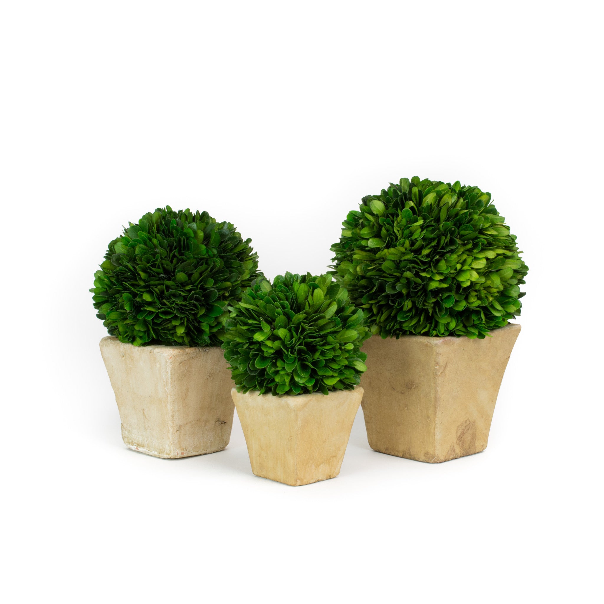 Preserved Boxwood Balls in Pot, Set of 3