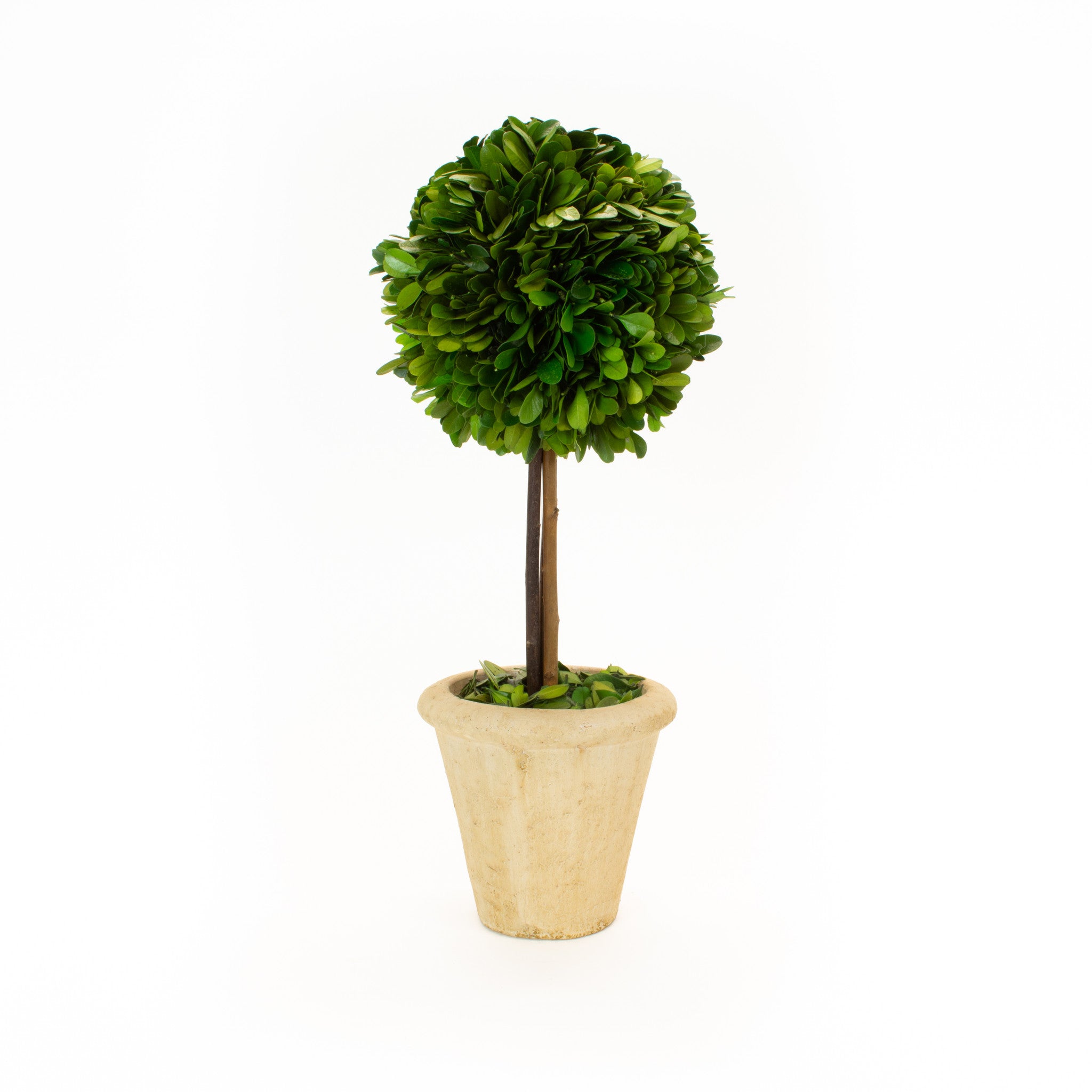 Preserved Boxwood Single Ball Topiary